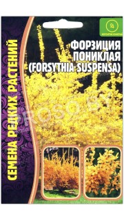 Форзиция Пониклая