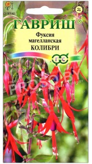 Фуксия магелланская Колибри