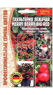 Гаультерия лежачая Merry berry big red