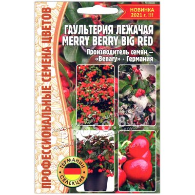 Гаультерия лежачая Merry berry big red