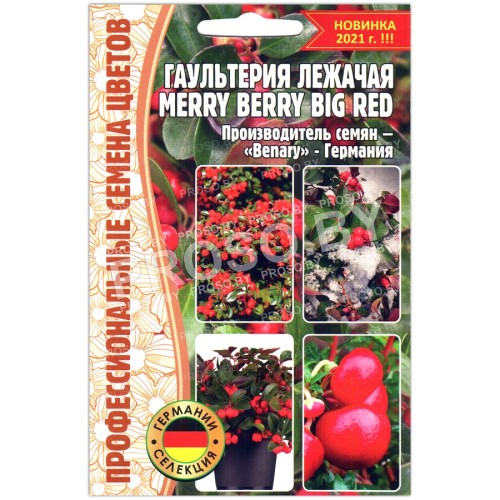 Гаультерия лежачая Merry berry big red