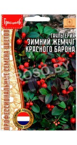 Гаультерия Зимний жемчуг красного барона