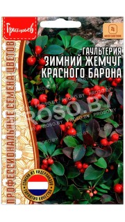 Гаультерия Зимний жемчуг красного барона
