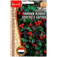 Гаультерия Зимний жемчуг красного барона