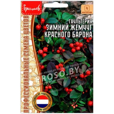 Гаультерия Зимний жемчуг красного барона
