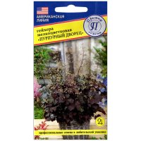 Гейхера мелкоцветковая Пурпурный дворец