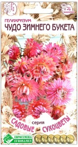 Гелихризум Чудо зимнего букета