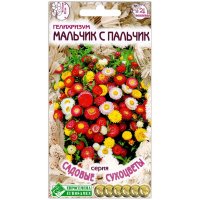 Гелихризум Мальчик с пальчик