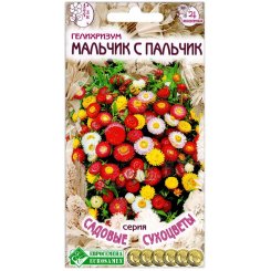 Гелихризум Мальчик с пальчик