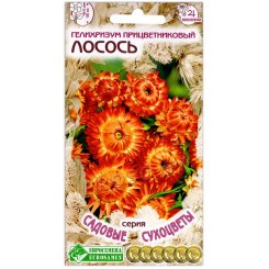 Гелихризум прицветниковый Лосось