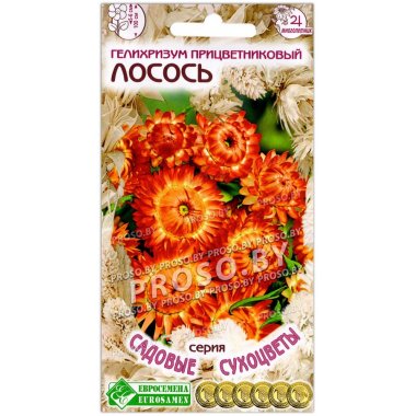 Гелихризум прицветниковый Лосось