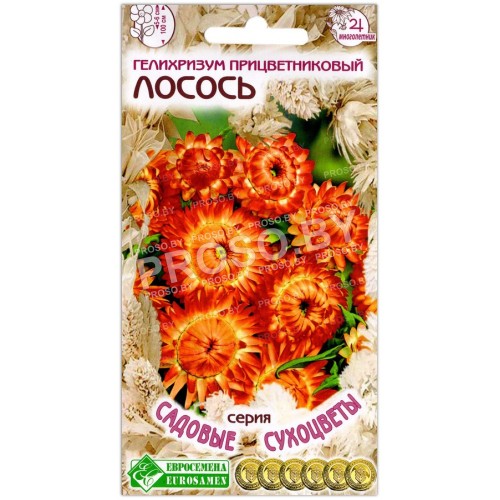Гелихризум прицветниковый Лосось