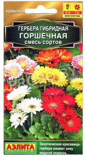 Гербера гибридная Горшечная, смесь