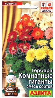 Гербера Комнатные гиганты, смесь
