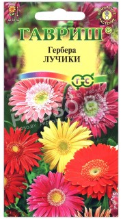 Гербера Лучики