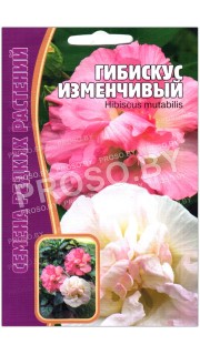 Гибискус Изменчивый