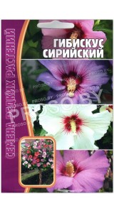 Гибискус Сирийский