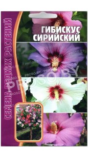 Гибискус Сирийский