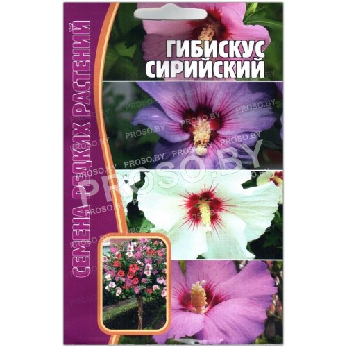 Гибискус Сирийский