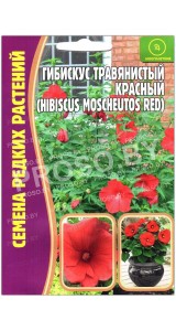 Гибискус травянистый Красный