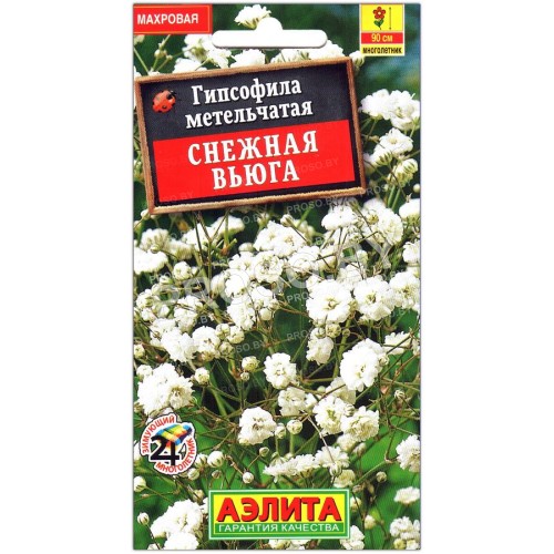Гипсофила метельчатая Снежная вьюга