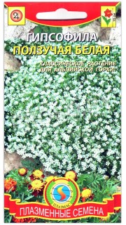 Гипсофила ползучая Белая