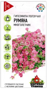 Гипсофила ползучая Румяна