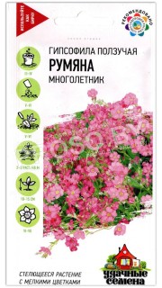 Гипсофила ползучая Румяна