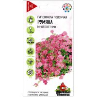 Гипсофила ползучая Румяна