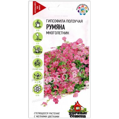 Гипсофила ползучая Румяна