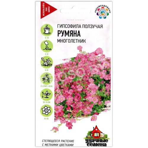 Гипсофила ползучая Румяна