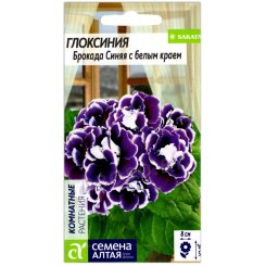Глоксиния Брокада синяя с белым краем