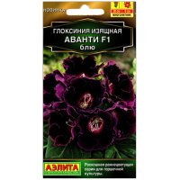 Глоксиния изящная Аванти блю F1 Глоксиния изящная Аванти блю F1