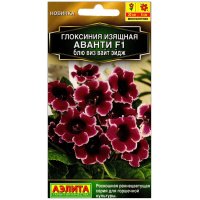 Глоксиния изящная Аванти блю виз вайт эйдж F1