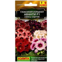 Глоксиния изящная Аванти F1, смесь