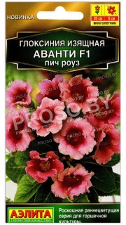Глоксиния изящная Аванти пич роуз F1