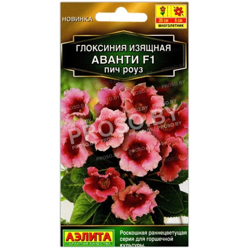 Глоксиния изящная Аванти пич роуз F1