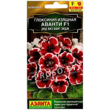 Глоксиния изящная Аванти ред виз вайт эйдж F1