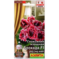 Глоксиния изящная Брокада ред энд вайт F1
