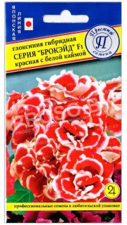 Глоксиния Красная с белой каймой F1, серия Брокэйд