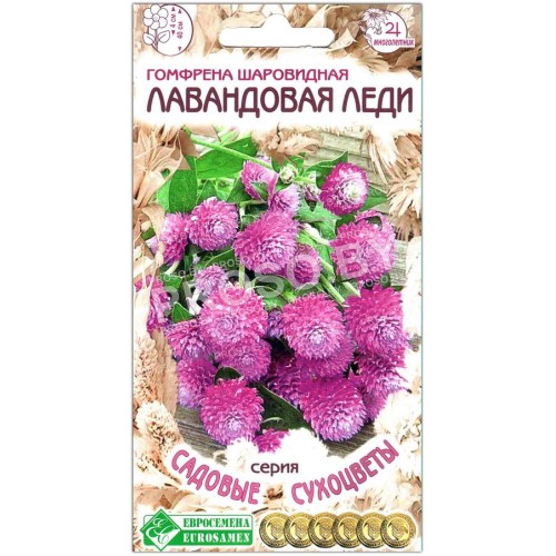 Гомфрена шаровидная Лавандовая леди