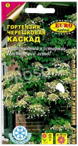 Гортензия черешковая Каскад