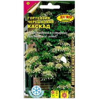 Гортензия черешковая Каскад