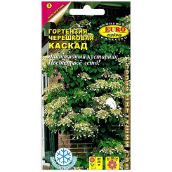 Гортензия черешковая Каскад