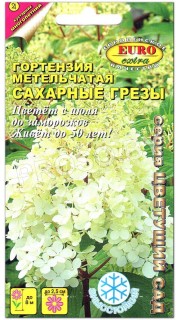 Гортензия метельчатая Сахарные грезы
