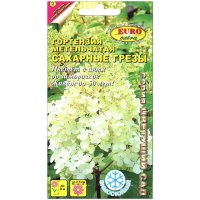 Гортензия метельчатая Сахарные грезы