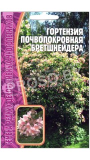 Гортензия почвопокровная Бретшнейдера