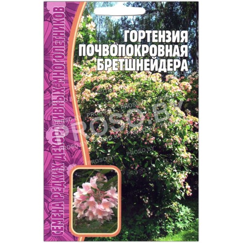 Гортензия почвопокровная Бретшнейдера