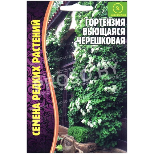 Гортензия Вьющаяся черешковая