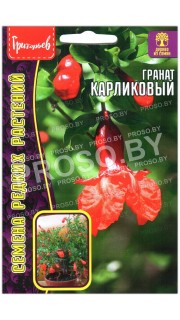Гранат Карликовый